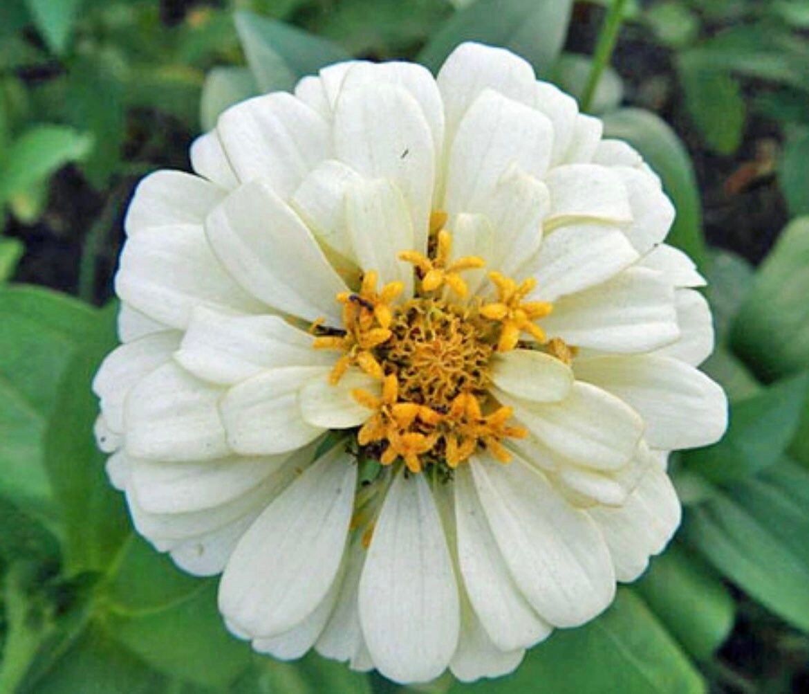 Zinnia Elegans Blueberry Cheesecake Seeds ~ Flowers ~ Butterflies Love ~ Non-GMO Seeds ~ Cool Flowers ~ Bouquets ~ Pretty Flowers ~ Unique