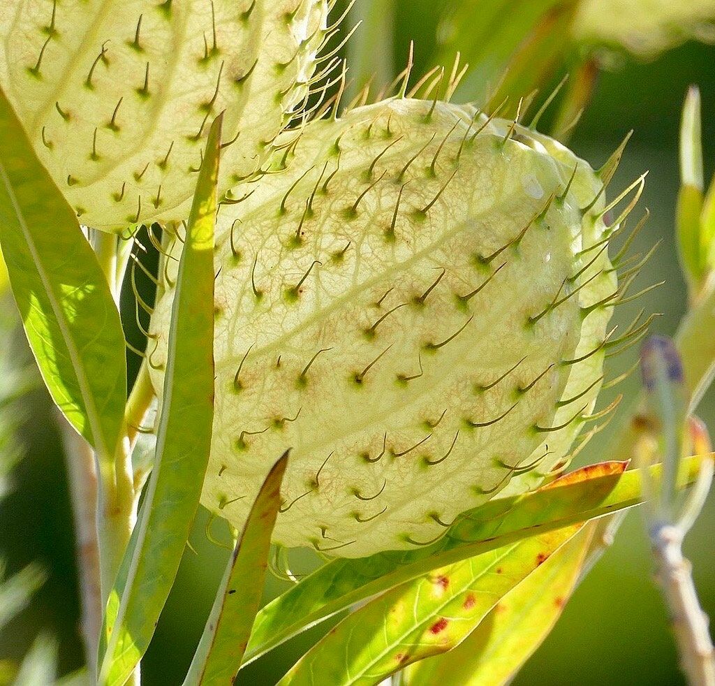 Hairy Balls Seeds ~ Jewels OG ~ Gomphocarpus Physocarpa ~ Balloon Plant ~ Milkweed Plants ~ Garden ~ Grow Your Own ~ Spring Flowers