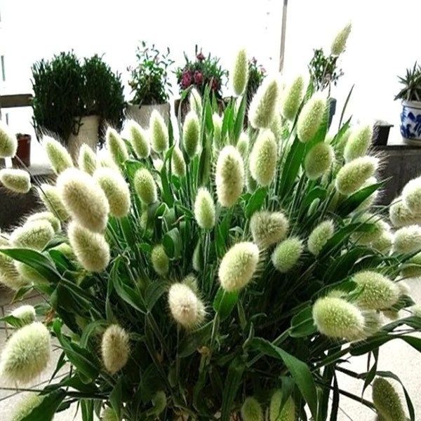 White Bunny Tails Seeds ~ Plants ~ Garden ~ Grow Your Own ~ Spring Flowers ~ Instead of Flowers ~ Ornamental