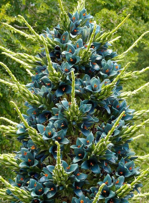 Rare Sapphire Tower Seeds ~ Puya Alpestris ~ Puya Alpestris Gaytic ~ Exotic ~ Beautiful ~ Jade