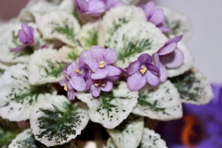 Mixed Miniature Variegated African Violet Seeds ~ Indoor Plant ~ House Plants ~ Christmas Presents ~ Holiday Gifts ~ Stocking Stuffers