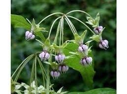 Poke Milkweed Seeds ~ Asclepias Exaltata ~ Asclepias Bicknellii ~ Asclepias Phytolaccoides