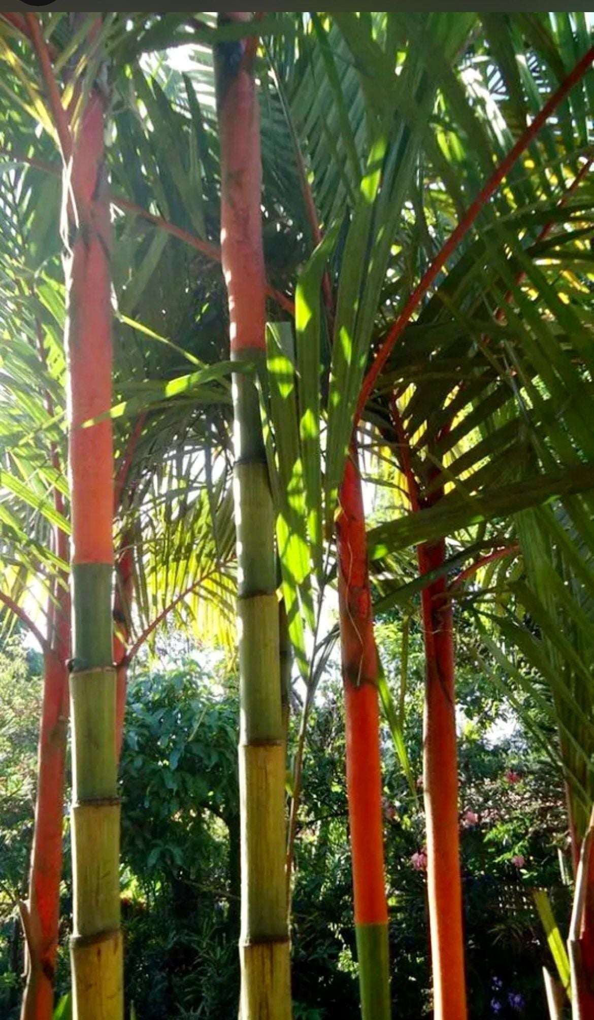red palm looking plant Red Lipstick Palm Tree Seeds ~ Cyrtostachys Renda ~ Fountain ~ Privacy – Your Plant Bitch