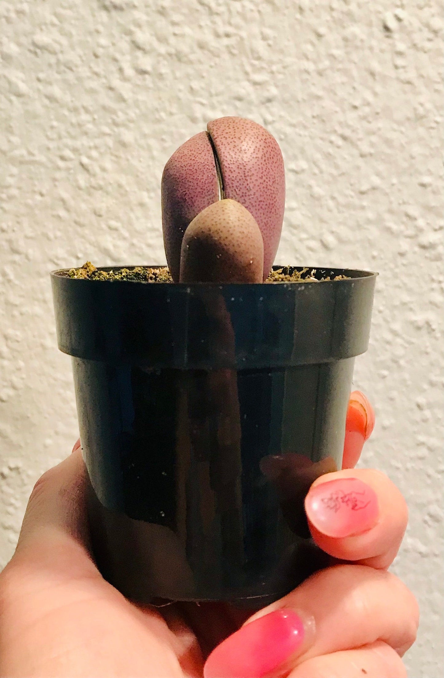 Royal Flush ~ Mimicry Plant ~ Pleiospilos Nelii ~ Purple Split Rock ~ Cleft Stone ~ Succulent