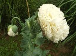 Cream Peony Poppies ~ Papaver Paeoniflorum  ~ Cool Flowers ~ Rare ~ Heirloom