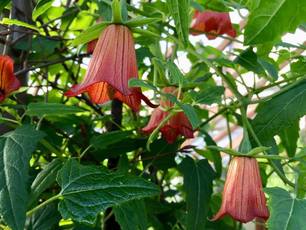 Rare Canary Island Bellflower Seeds ~ Canarina Canariensis ~ Exotic ~ Unique ~ Tropical