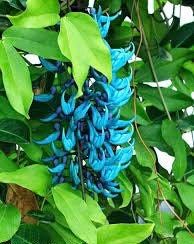 Rare Blue Jade Vine Seeds ~ Mucuna Benettii ~ Mucuna Bennettii ~ Mucuna Warburgii ~ Mucuna Albertisii ~ Mucuna ~ Heirloom ~ Exotic