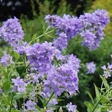 Campanula Lactiflora Seeds ~ ‘Prichard’s Variety’ ~ Milky Bellflower ~ Grow Your Own ~ Spring Flowers ~ Instead of Flowers ~ Flowers