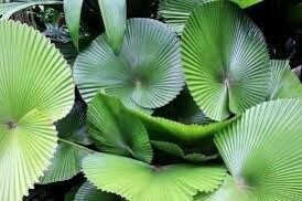 Licuala Cordata Seeds ~ Heart-shaped Fan Palm ~ Grow Your Own ~ Spring ~ Houseplants ~ Gift Ideas ~ Christmas Ideas ~ Holiday Presents
