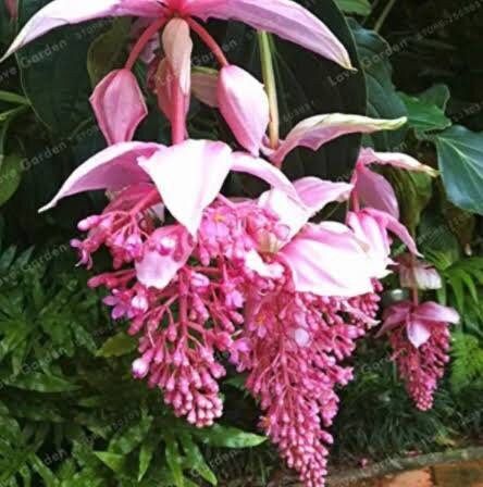 Pink Medinilla Magnifica Seeds ~ Rose Grape ~ Pink Lantern Plant ~ Chandelier Tree ~ Snowy Medinilla ~ Malaysian Orchid