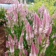 Celosia Flamingo Feather Seeds ~ Grow Your Own ~ Spring Flowers ~ Instead of Flowers ~ Bouquets ~ Died Flowers ~ Pretty ~ Pink