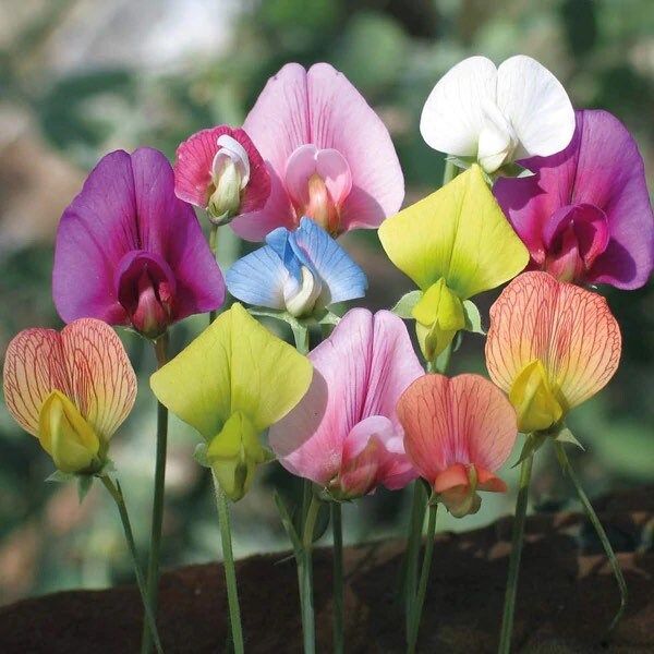 Multi Color Sweet Pea Seeds ~ Plants ~ Garden ~ Grow Your Own ~ Spring Flowers ~ Instead of Flowers ~ Flowers