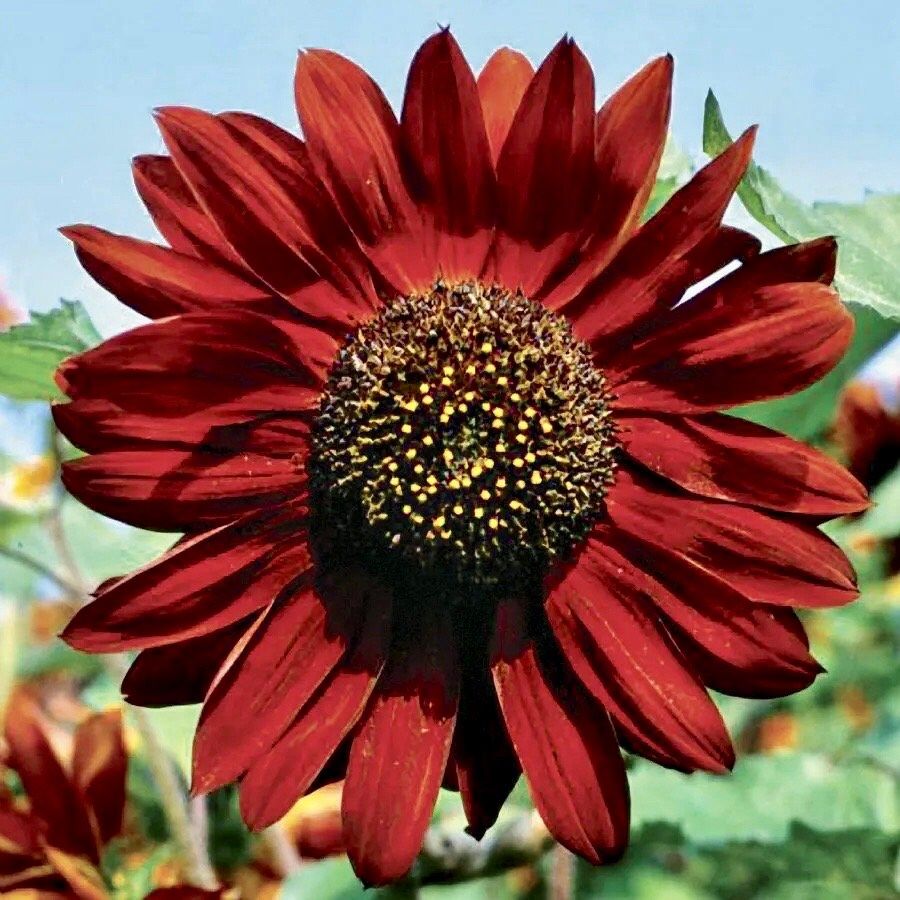 Velvet Queen Sunflower Seeds ~ Helianthus Annuus ~ Pretty Flowers ~ Garden ~ Fall ~ Heirloom ~ Autumn ~ Bouquets ~ Fresh Cut Flowers