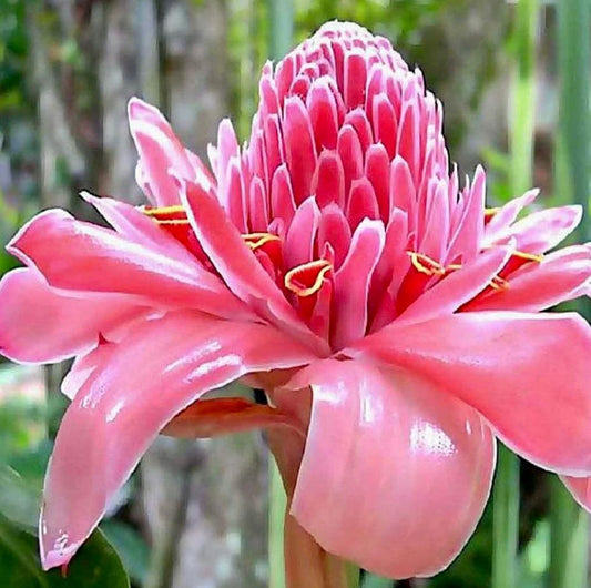 Pink Ginger Torch Seeds ~ Etlingera Elatior ~ Exotic ~ Cut Flowers ~ Flowering Blooms ~ Unique Flowers ~ Bouquets ~ Tropical