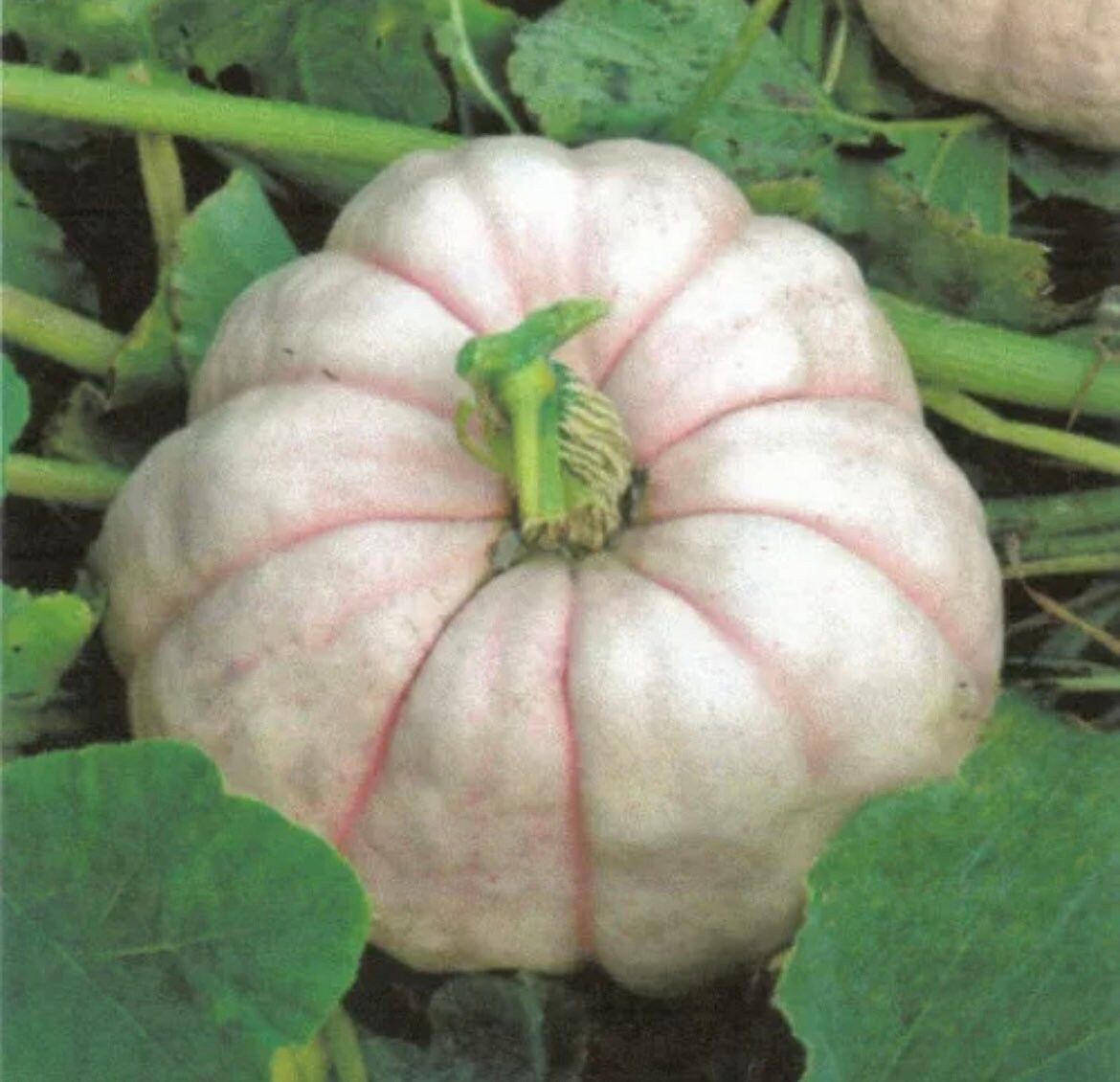 Pink Pumpkin Seeds ~ Grow Your Own ~ Autumn ~ Halloween ~ Fairytale ~ Decorations