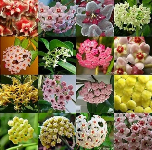 Mixed Hoya Variety Seeds