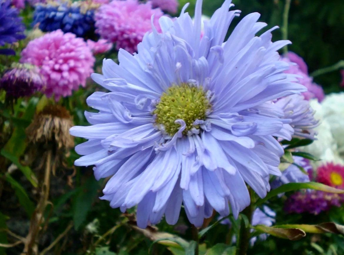 Rainbow Chrysanthemum Seeds ~ Cool Flowers ~ Rare ~ Heirloom