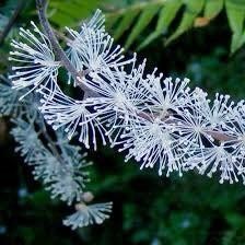 Actaea Elata Seeds ~ Plants ~ Garden ~ Grow Your Own ~ Spring Flowers ~ Instead of Flowers