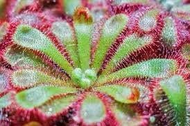 Drosera Roundleaf Sundew Starter Grow Kit ~ Rotundifolia Sundews ~ Roundleaf Sundew ~ Carnivorous Plants ~ Sundews ~ Carnivorous ~ Bug Eating ~ Oblong-leaved Sundew ~ Carnivore