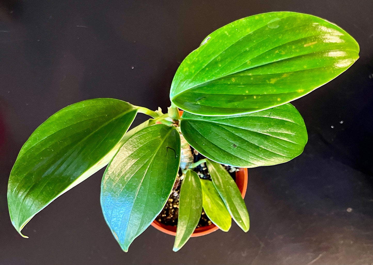 Dragon Tail ~ Rhaphidophora Decursiva ~ Araceae ~ Live Houseplant