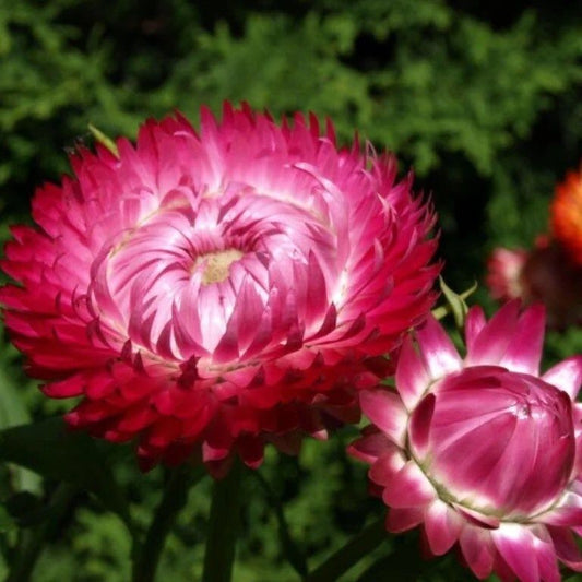 Bright Rose Strawflower Seeds ~ Plants ~ Garden ~ Grow Your Own ~ Spring Flowers ~ Instead of Flowers ~ Flowers ~ Dried Flowers ~ Bouquets