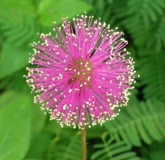 RARE Mimosa Pudica Plant~Touch-Me-NOT Plant~Sleepy Plant~Sensitive Plant~Shame Plant~Action Plant~Zombie Plant~Intelligent Plant