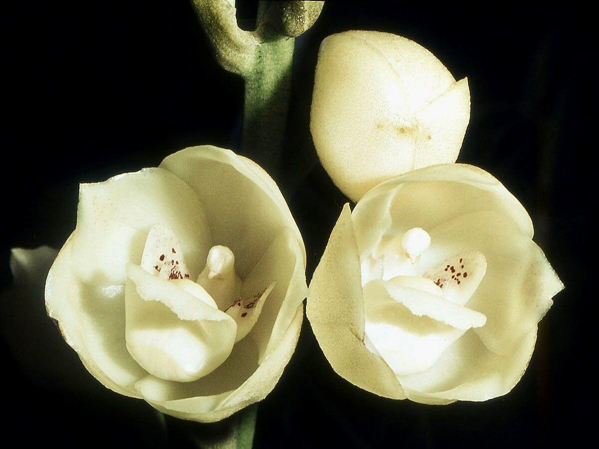 Holy Ghost Orchid Seeds ~ Peristeria Elata ~ Dove Orchid ~ Usual Flowers ~ Exotic Flower ~ Unique Flowers ~ Funky Plants