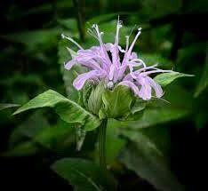 Wild Bergamot Seeds ~ Monarda Fistulosa - Bergamot ~ Unusual Flowers ~ Exotic Flower ~ Holiday ~ Garden ~ Houseplant ~ Rare ~ Pink ~