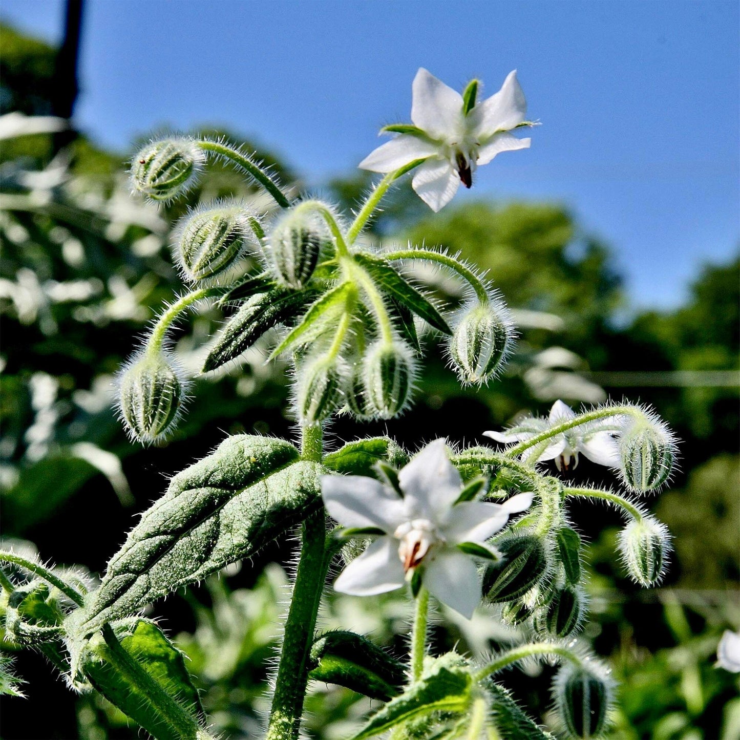 White Borage Seeds ~ Starflower ~ Plants ~ Garden ~ Grow Your Own ~ Spring Flowers ~ Heirloom Seeds