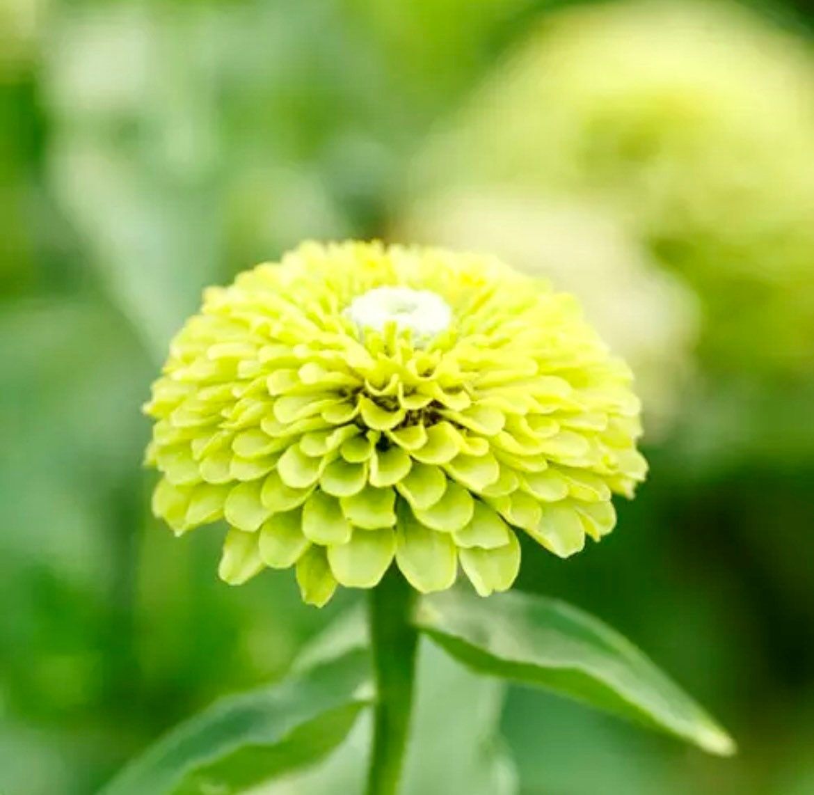 Zinnia “Envy Elegans” Seeds ~ Lime Green Flowers ~ Butterflies Love ~ Non-GMO Seeds ~ Cool Flowers ~ Rare