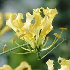 Gloriosa Lutea Seeds ~ Rare ~ Grow Your Own ~ Spring Flowers ~ Instead of Flowers ~ Presents