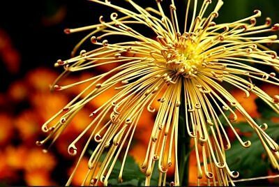 Japanese Spider Chrysanthemums Seeds ~ Garden ~ Pretty Flowers ~ Japan ~ Exotic