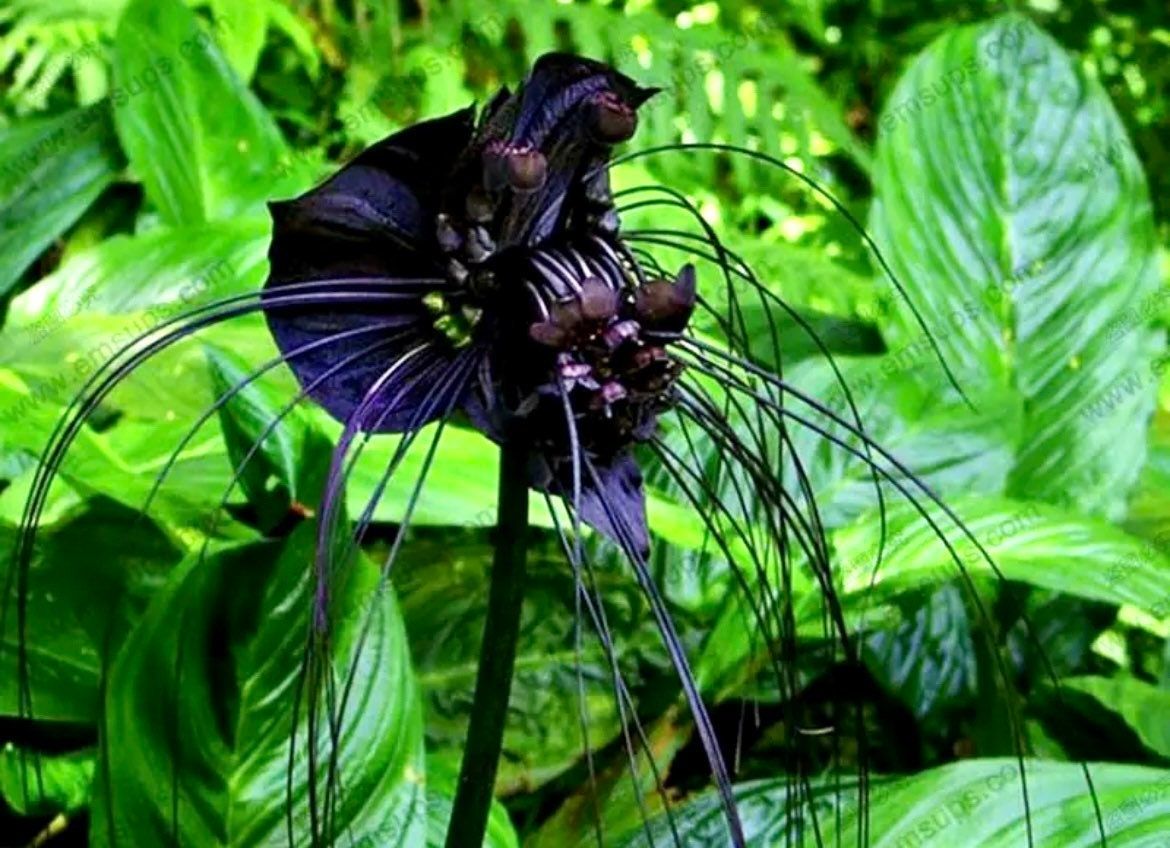black bat flower seeds Rare Black Tacca Chantrieri Seeds ~ Black Bat Flower ~ Black Lily ~ Bat ~ Devil’s Flower ~ Exotic Flower ~ Unusual Flowers