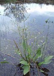 Alisma Plantago-Aquatica Seeds ~ Plants ~ Garden ~ Grow Your Own ~ Spring Flowers ~ Instead of Flowers