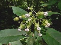 Poke Milkweed Seeds ~ Asclepias Exaltata ~ Asclepias Bicknellii ~ Asclepias Phytolaccoides