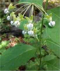 Poke Milkweed Seeds ~ Asclepias Exaltata ~ Asclepias Bicknellii ~ Asclepias Phytolaccoides