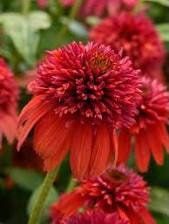 Double Orange Coneflower Seeds ~ Echinacea Hybrid ~ Flowering Plant ~ Unusual Flowers ~ Flower ~ Growing Flowers ~ Garden ~ Plant