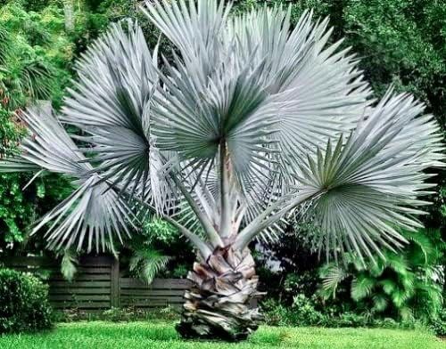 Mexican Blue Hesper Palm Tree Seeds ~ Brahea Armata ~ Mexican Blue Palm Tree ~ Grey Goddess Tropical ~ Exotic ~ Palm ~ Blue ~ Garden ~ Plams