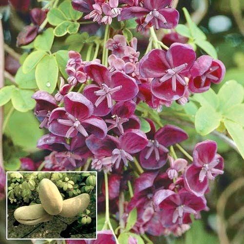 Chocolate Vine Seeds ~ Akebia Quinata ~ Five-leaf Chocolate Vine ~ Five-leaf Akebia