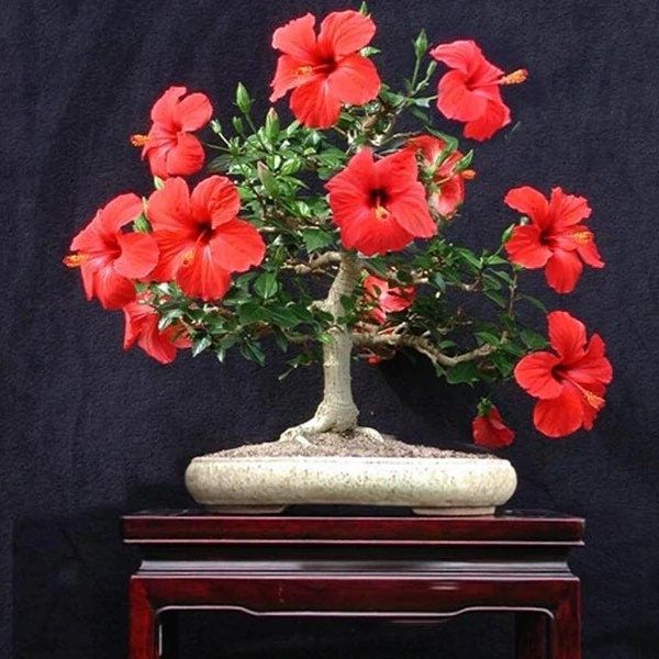 Red Syriacus Hibiscus Flower Seeds ~ Bonsai ~ Tropical ~ Instead of Flowers