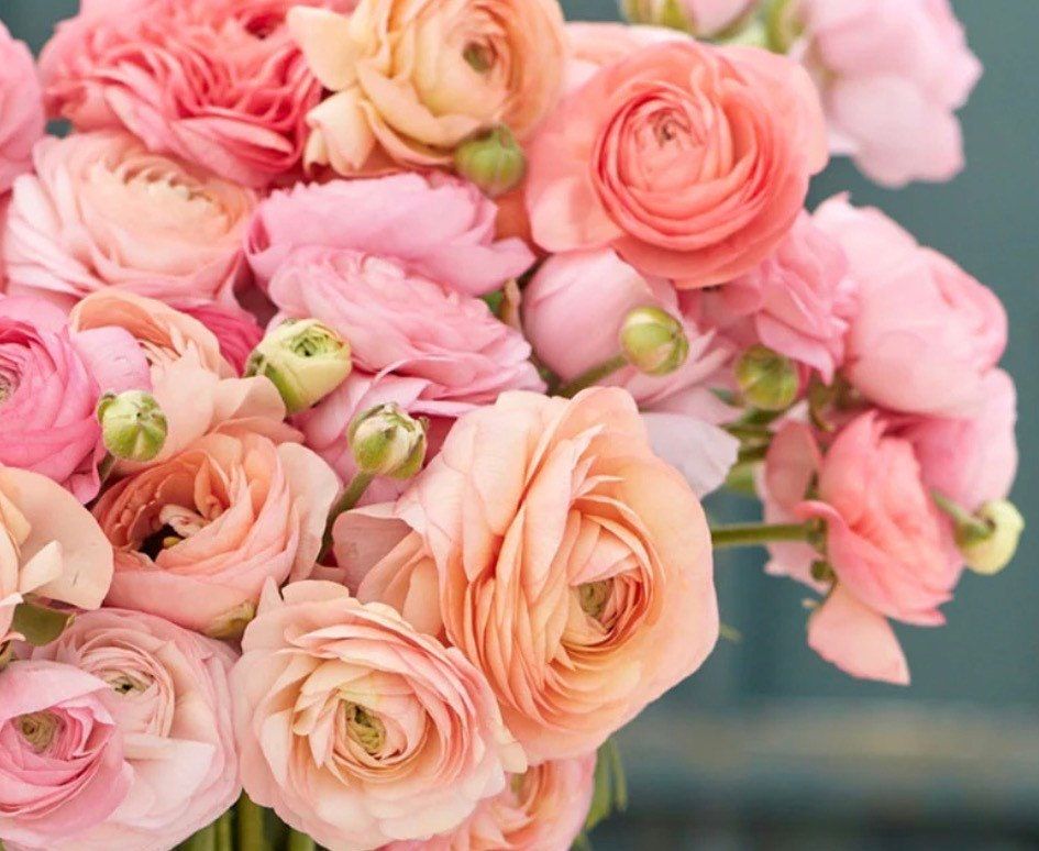 Ranunculus “Romantic Mix” Bulbs ~ Cool Flowers ~ Wedding Bouquet ~ Wildflowers ~ Heirloom ~ Fragrance