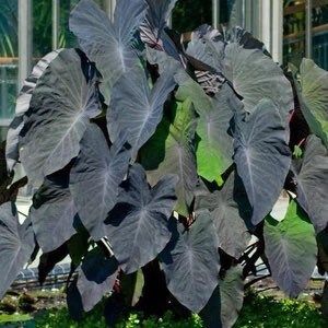 Colocasia Black Magic Seeds ~ Black Elephant Ear Plant ~ Taro ~ Araceae ~ Houseplants ~ Green House ~ Gardening ~ Spring ~ Cool Plants