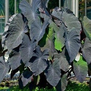 Colocasia Elephant Ear 'Cleopatra's Kiss' Seeds PPAF ~ Colocasia Hybrid ~ Elephant Ear Plant ~ Taro ~ Araceae ~ Houseplants ~ Green House ~ Gardening