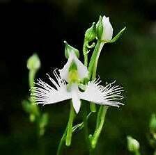 Fringed Orchid Seeds ~ Habenaria Radiata ~ Crane Orchid ~ Pecteilis Radiata ~