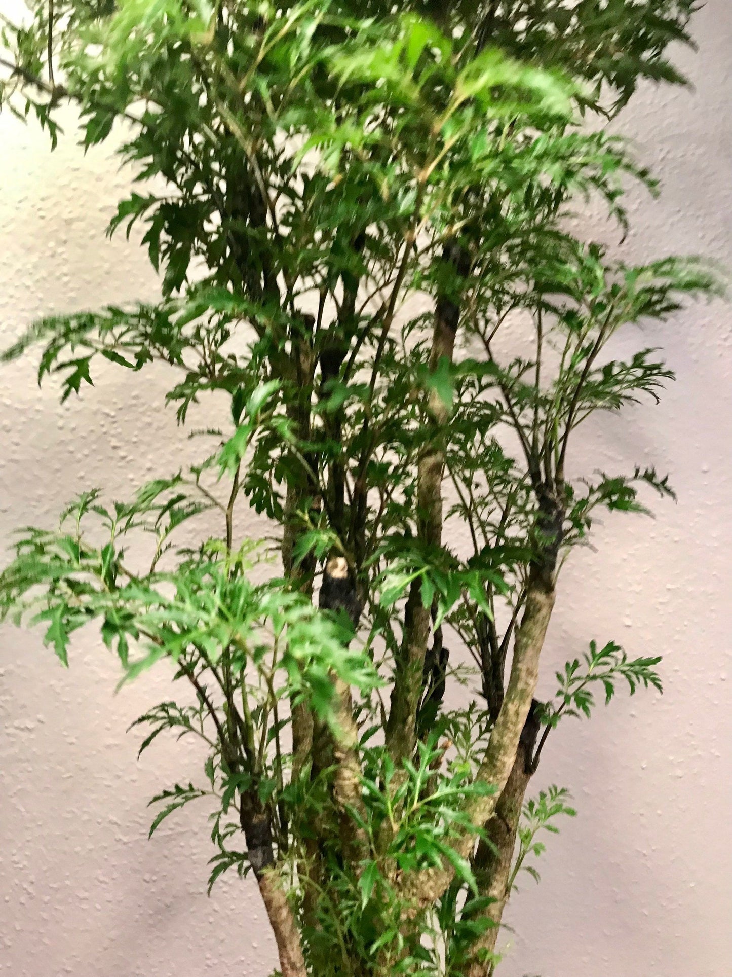 Polyscias Fruticosa ~ Ming Aralia ~ Parsley Aralia ~ Chinese Aralia ~ Tea Tree ~ Bonsai Tree ~ Happy Plant ~ Easy to Grow House Plant