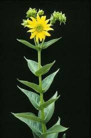 Silphium Glutinosum Seeds ~ Sticky Rosinweed ~ Unique and Rare