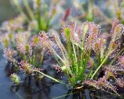 Drosera Intermedia Seeds ~ Spoonleaf Sundews ~ Carnivorous ~ Bug Eating ~ Oblong-leaved Sundew ~ Carnivore