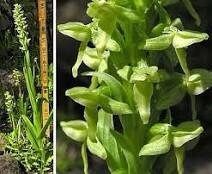 Platanthera Aquilonis Seeds ~ Northern Green Orchid ~ North Wind Bog Orchid ~ Orchids ~ Usual Flowers ~ Exotic Flower