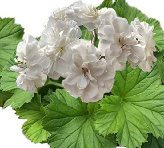 White Ivy Leaf Geranium (Pelargonium X Peltatum Tornado) Seeds ~ Spring Flowers ~ Easy Care ~ Flowers ~ Bouquets ~ Spring