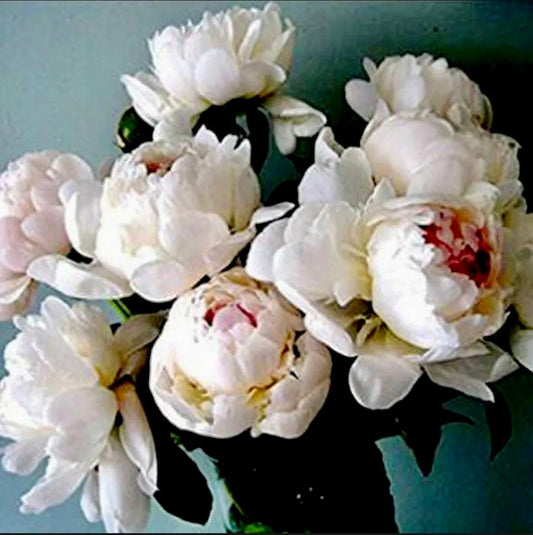 Cream Peony Flower Seeds ~ Gifts ~ Flowers ~ Bouquets ~ Wedding Flowers ~ Heirloom Seeds